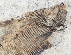 Diplomystus and Knightia Fossil Fish Plate - x #20822-2